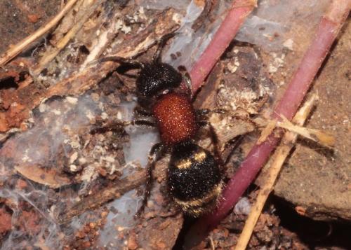 Réf. 230 430 : Tropidotilla litoralis